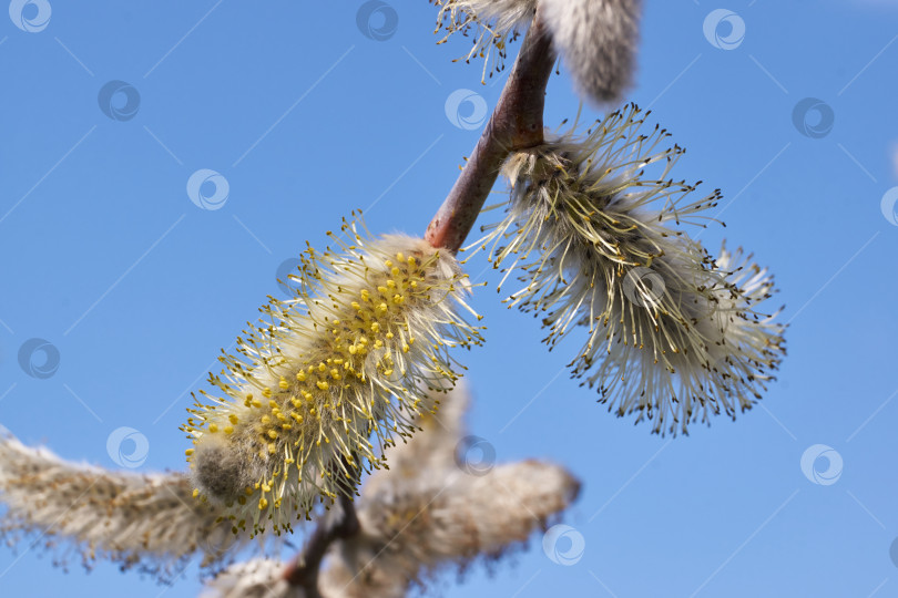 Скачать Весна. Цветет ива (лат. Salix), распустились сережки - соцветия. фотосток Ozero