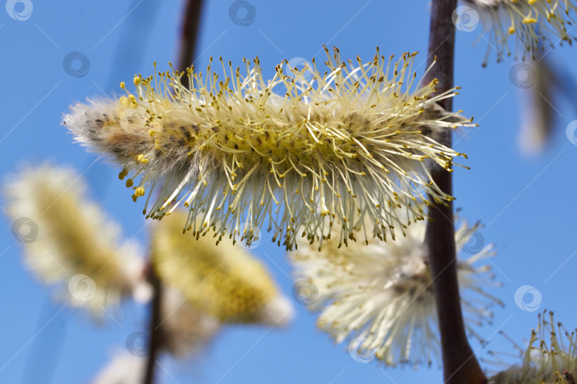 Скачать Весна. Цветет ива (лат. Salix), распустились сережки - соцветия. фотосток Ozero