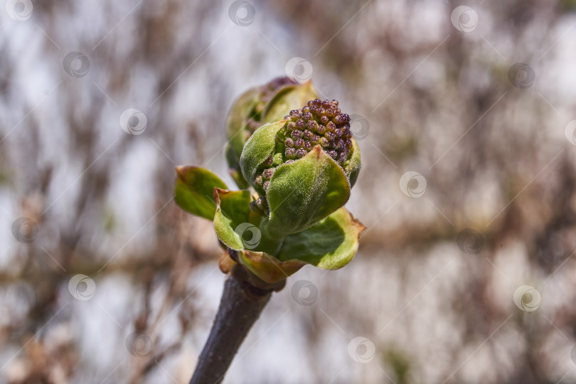 Скачать Бутоны сирени (лат. Syringa vulgaris) распускаются, и вот-вот появятся соцветия. фотосток Ozero