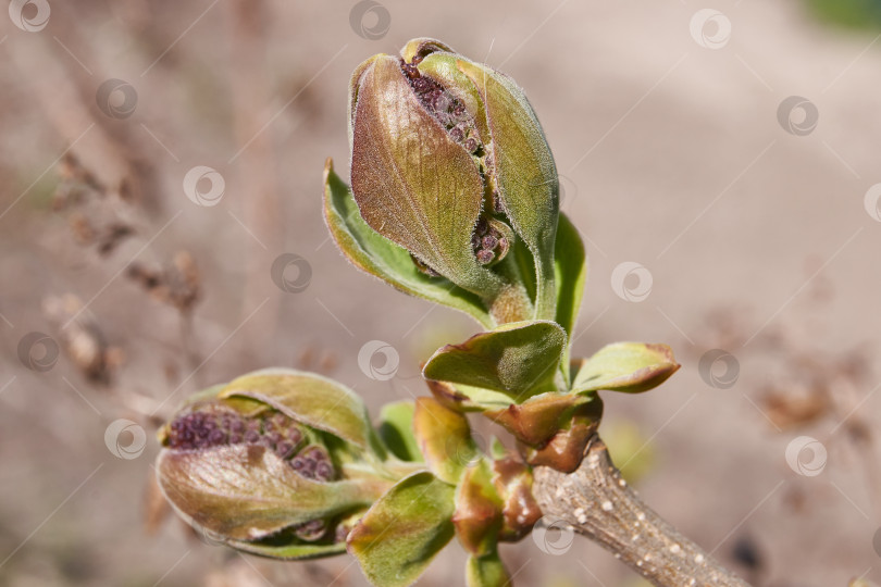 Скачать Бутоны сирени (лат. Syringa vulgaris) распускаются, и вот-вот появятся соцветия. фотосток Ozero