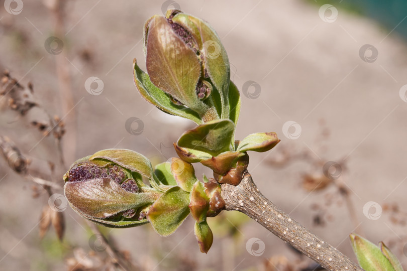 Скачать Бутоны сирени (лат. Syringa vulgaris) распускаются, и вот-вот появятся соцветия. фотосток Ozero