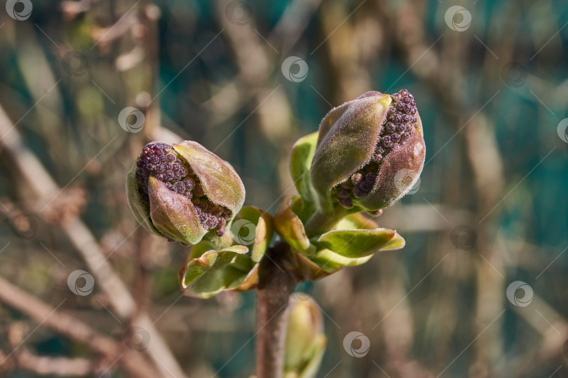 Скачать Бутоны сирени (лат. Syringa vulgaris) распускаются, и вот-вот появятся соцветия. фотосток Ozero