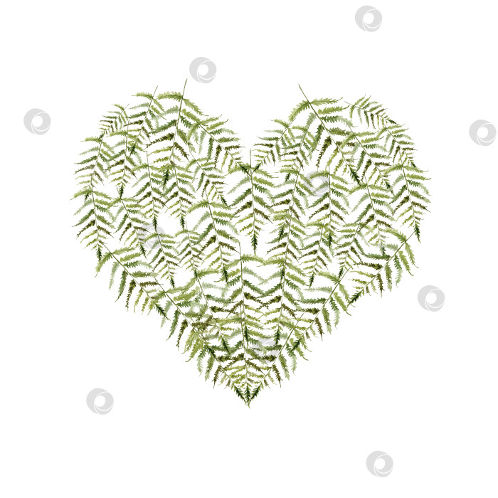 Скачать Акварельная композиция с папоротником. Сердце с зелеными листьями и ветками. Нарисованная от руки листва растения в форме сердца фотосток Ozero