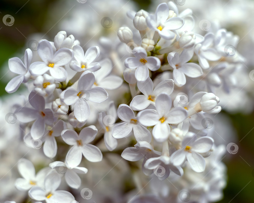 Скачать Цветы белой сирени сфотографированы крупным планом. фотосток Ozero