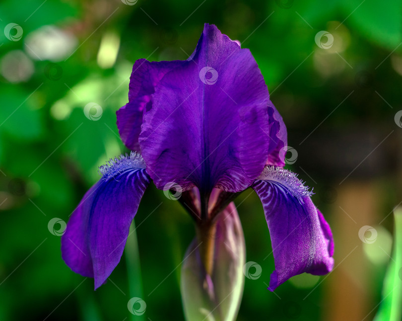 Скачать Ярко-голубой цветок ириса сфотографирован крупным планом. фотосток Ozero
