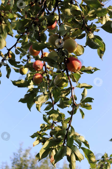 Скачать Ветка яблони со спелыми плодами на фоне неба в саду фотосток Ozero