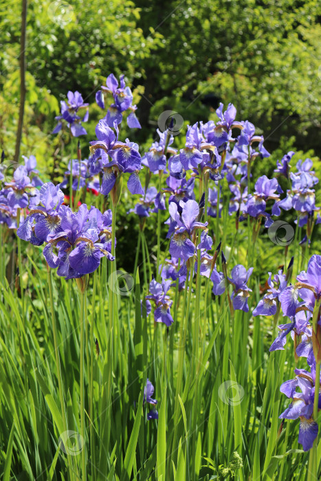 Скачать Цветущие голубые ирисы на клумбе в саду фотосток Ozero