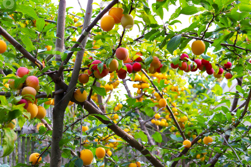 Скачать Спелые желтые и красные сливы на дереве в саду фотосток Ozero