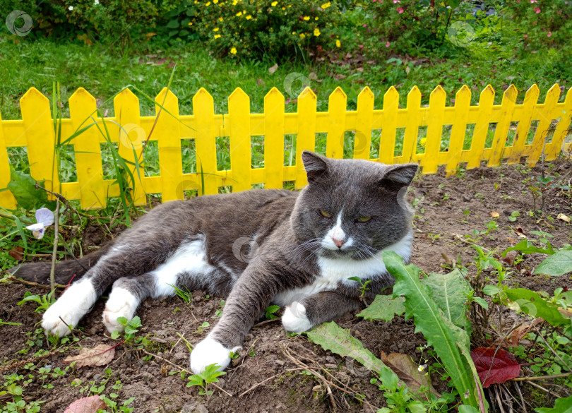 Скачать Серый кот лежит на боку на клумбе в саду фотосток Ozero