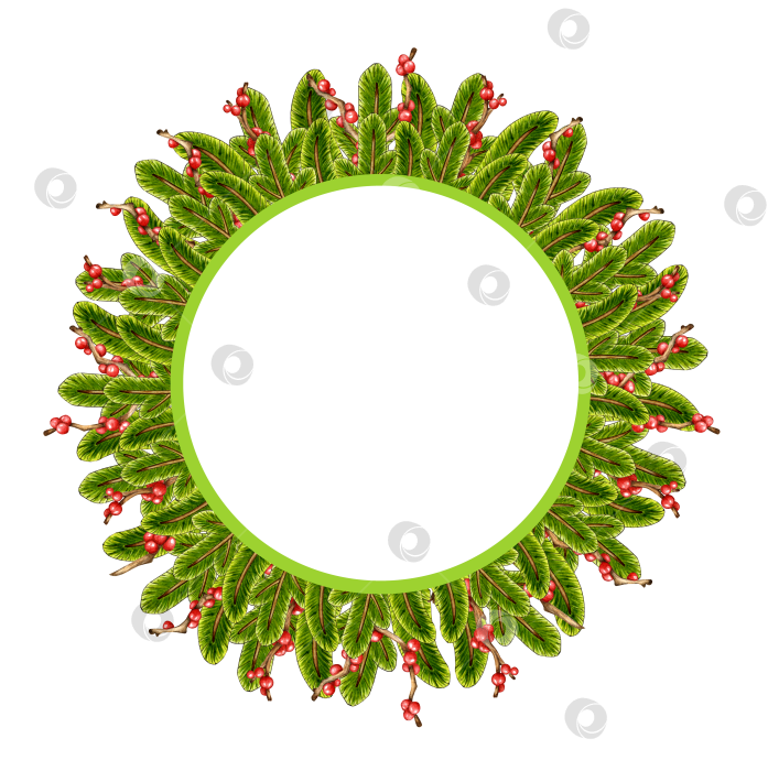 Скачать Обрамите пышный венок еловыми ветками и красными ягодами акварелью фотосток Ozero