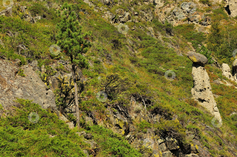 Скачать Молодая одинокая сосна на крутом скалистом склоне высокой горы в осенний солнечный день. фотосток Ozero