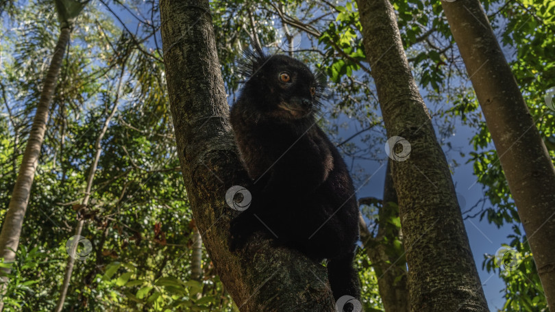 Скачать Черный лемур Eulemur macaco, эндемик Мадагаскара, сидит на стволе дерева фотосток Ozero