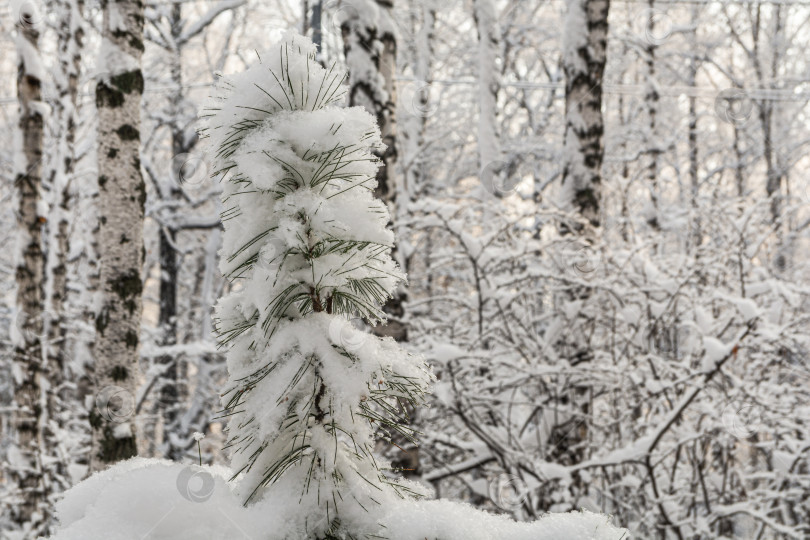 Скачать Заснеженная вершина ели после сильного снегопада в зимнем лесу. Деревья в парке покрыты снегом. Заснеженные сосны в лесу. Красивый зимний пейзаж. фотосток Ozero
