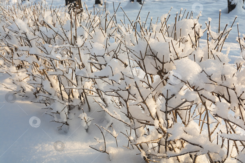 Скачать Заснеженный кустарник после сильного снегопада в зимнем парке. Деревья в парке покрыты снегом. Красивый зимний пейзаж. Удивительная рождественская сцена фотосток Ozero