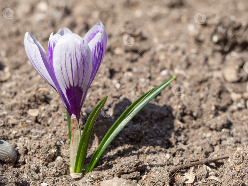 Скачать Цветок крокуса. Весенний бело-фиолетовый цветок крокуса на открытом воздухе крупным планом фотосток Ozero