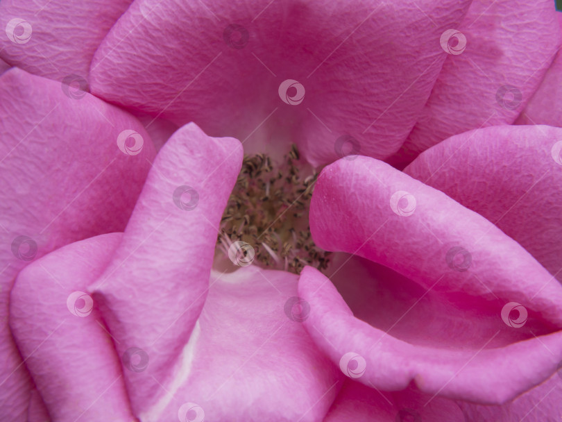 Скачать Абстрактный текстурированный фон натурального розового цвета. Макрофотография цветка розовой розы, лепестки с тычинками фотосток Ozero