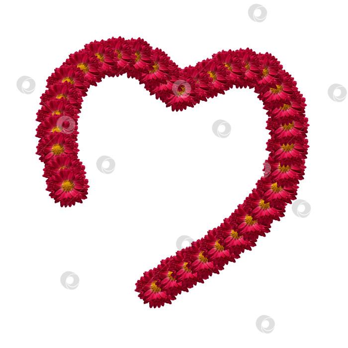 Скачать Символ сердца. Половинка сердца, обрамленная красными цветами хризантемы, выделенными на белом фоне фотосток Ozero