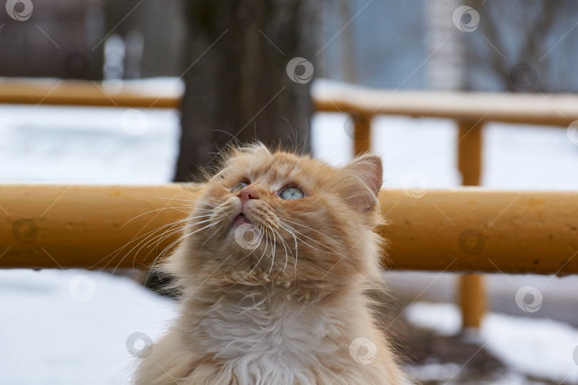 Скачать Весна. Бездомный кот гуляет по двору дома и ждет, когда обитатели дома накормят его. фотосток Ozero
