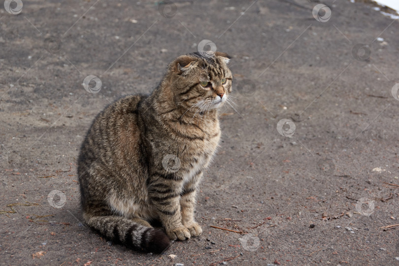 Скачать Весна. Домашняя кошка гуляет во дворе дома и у нее появляется аппетит. фотосток Ozero