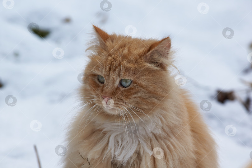 Скачать Весна. Бездомный кот гуляет по двору дома и ждет, когда обитатели дома накормят его. фотосток Ozero