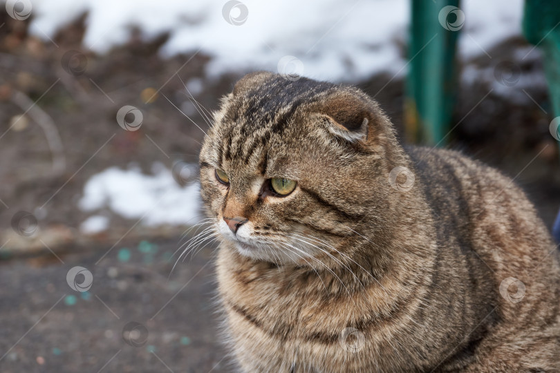 Скачать Весна. Домашняя кошка гуляет во дворе дома и у нее появляется аппетит. фотосток Ozero
