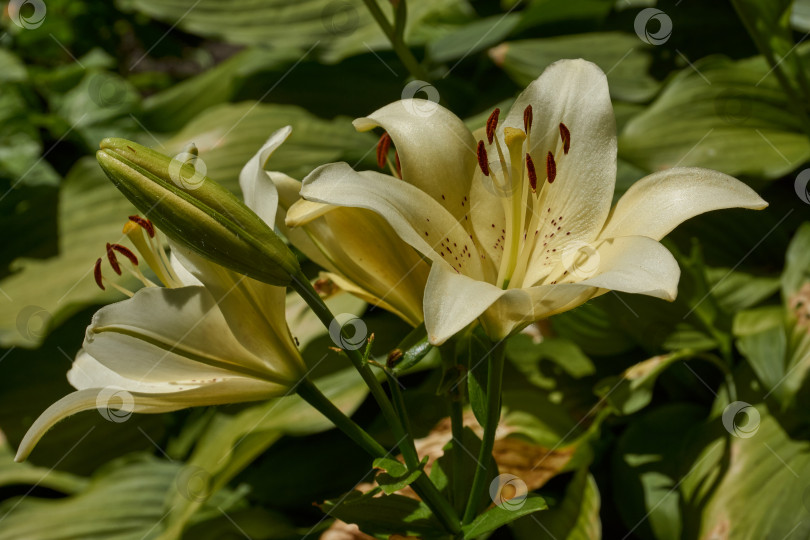 Скачать Лилия (лат. Lilium) - род растений семейства Лилейных (Liliaceae). Лилия цветет в саду. фотосток Ozero