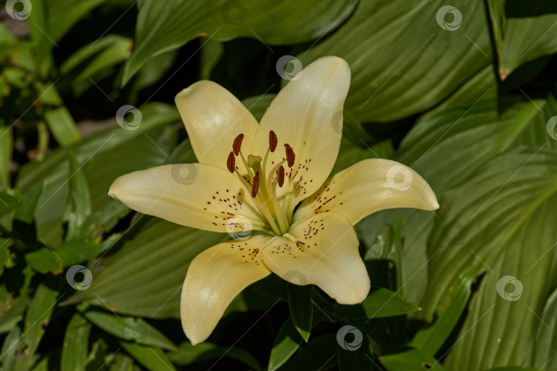 Скачать Лилия (лат. Lilium) - род растений семейства Лилейных (Liliaceae). Лилия цветет в саду. фотосток Ozero