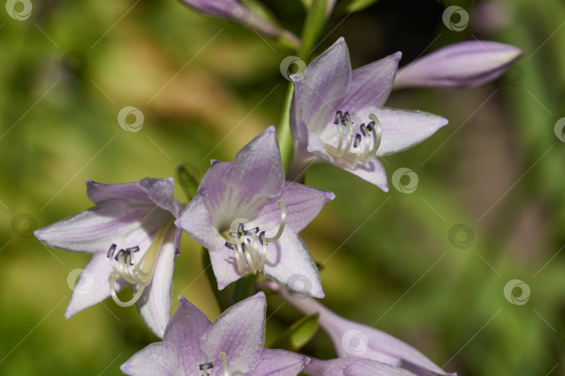 Скачать Хоста (лат. Hosta) - род многолетних травянистых растений семейства спаржевых. Хоста цветет в саду. фотосток Ozero