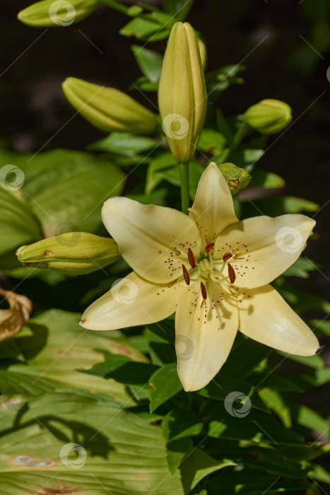 Скачать Лилия (лат. Lilium) - род растений семейства Лилейные (Liliaceae). Лилия цветет в саду. фотосток Ozero