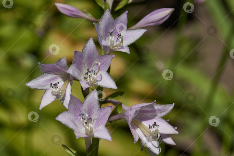 Скачать Хоста (лат. Hosta) - род многолетних травянистых растений семейства спаржевых. Хоста цветет в саду. фотосток Ozero