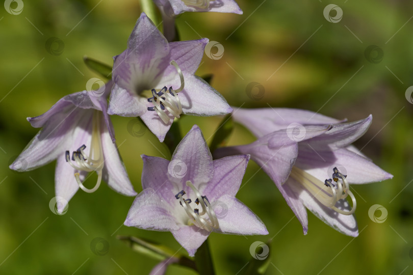 Скачать Хоста (лат. Hosta) - род многолетних травянистых растений семейства спаржевых. Хоста цветет в саду. фотосток Ozero