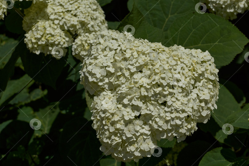 Скачать Соцветие гортензии (лат. Hydrangea). Гортензия цветет в саду. фотосток Ozero