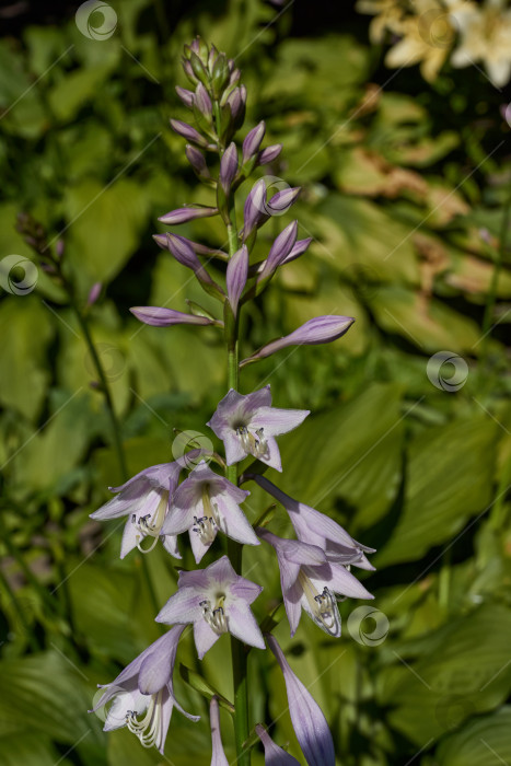 Скачать Хоста (лат. Hosta) - род многолетних травянистых растений семейства спаржевых. Хоста цветет в саду. фотосток Ozero