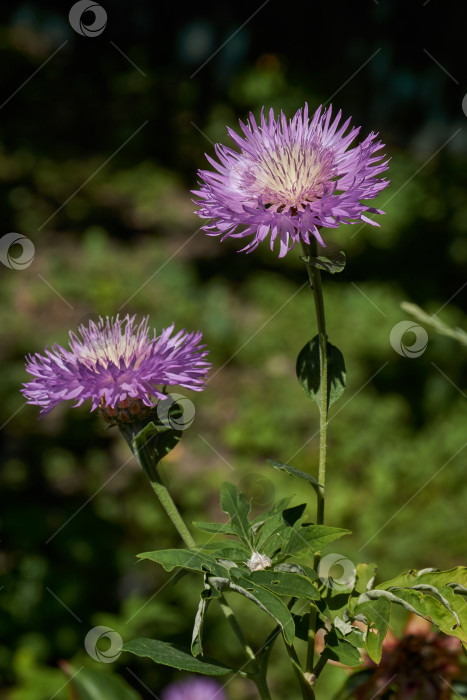 Скачать Василек луговой (лат. Centaurea Jacea) цветет в саду. Василек луговой - дикорастущее растение, вид рода Centaurea семейства сложноцветных. фотосток Ozero