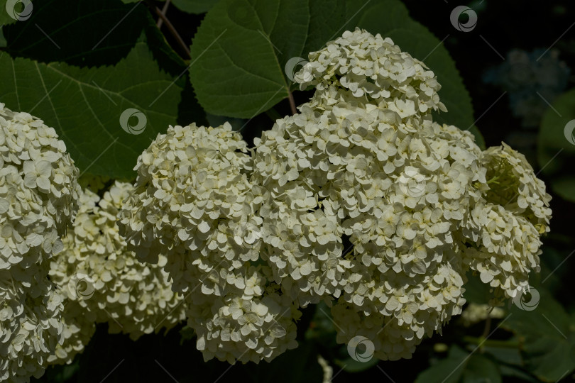 Скачать Соцветие гортензии (лат. Hydrangea). Гортензия цветет в саду. фотосток Ozero