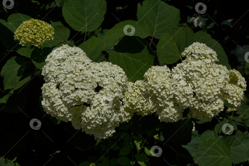 Скачать Соцветие гортензии (лат. Hydrangea). Гортензия цветет в саду. фотосток Ozero