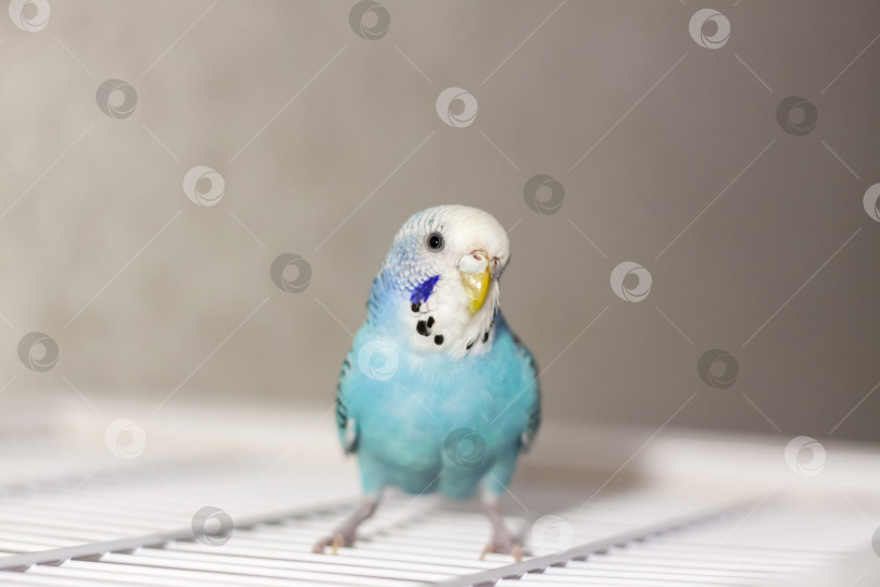 Скачать Красивый голубой волнистый попугайчик сидит без клетки. Тропические птицы в домашних условиях. фотосток Ozero