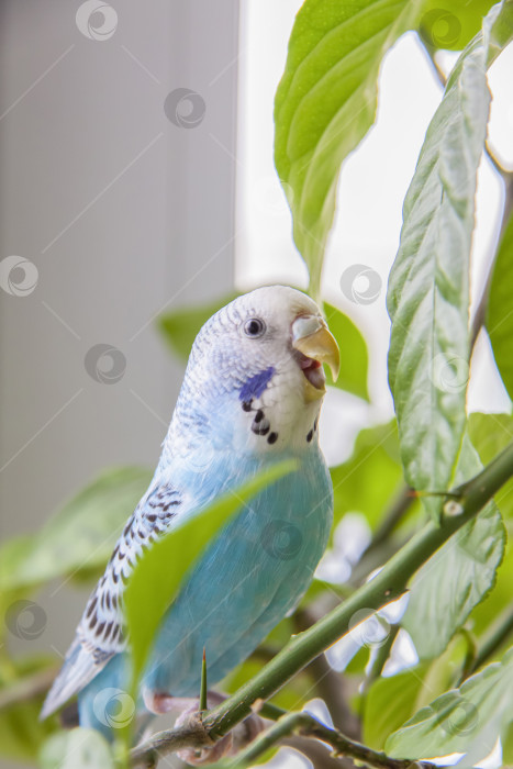 Скачать Красивый голубой волнистый попугайчик сидит без клетки на комнатном растении. Тропические птицы в домашних условиях. фотосток Ozero