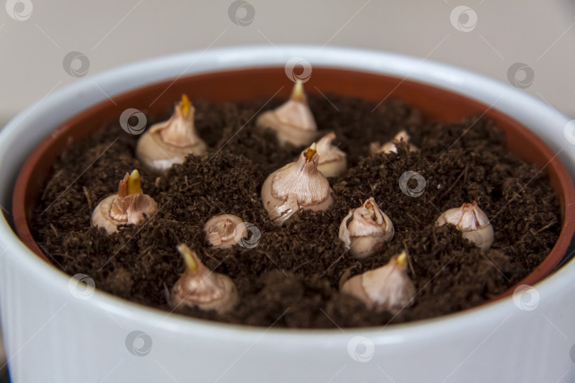 Скачать Свежесаженные луковицы цветов в грунт в горшке. Выращивание в домашних условиях. фотосток Ozero