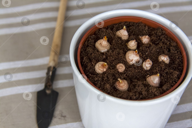 Скачать Свежесаженные луковицы цветов в грунт в горшке. Выращивание в домашних условиях. фотосток Ozero
