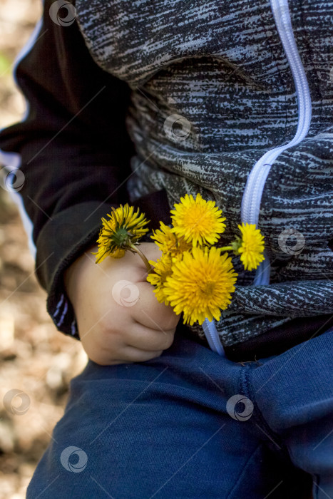 Скачать Желтые цветы одуванчика в руке ребенка. Природа весной. фотосток Ozero