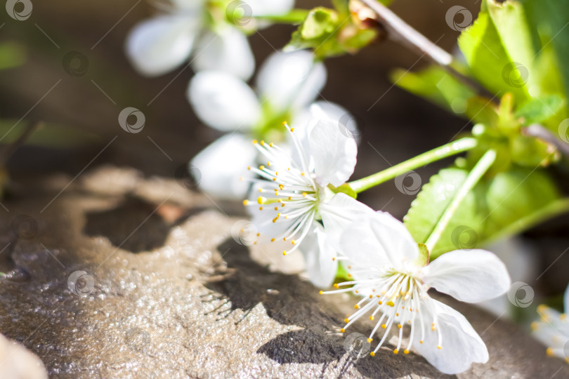 Скачать Веточка с белыми цветами на фоне камней. Цветы вишневого дерева. Макросъемка цветочных бутонов. Выборочный фокус фотосток Ozero