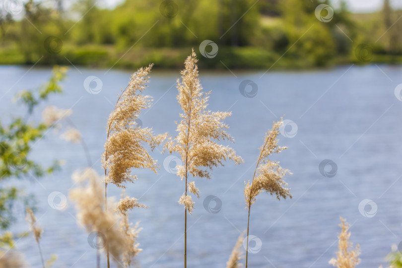 Скачать Пампасная трава на озере, камыш, семена тростника. Камыши на озере колышутся на ветру на фоне голубого неба и воды. Абстрактный природный фон. Красивый узор с яркими цветами фотосток Ozero