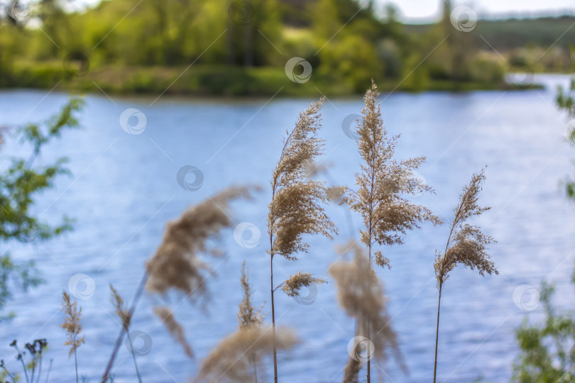 Скачать Пампасная трава на озере, камыш, семена тростника. Камыши на озере колышутся на ветру на фоне голубого неба и воды. Абстрактный природный фон. Красивый узор с яркими цветами фотосток Ozero