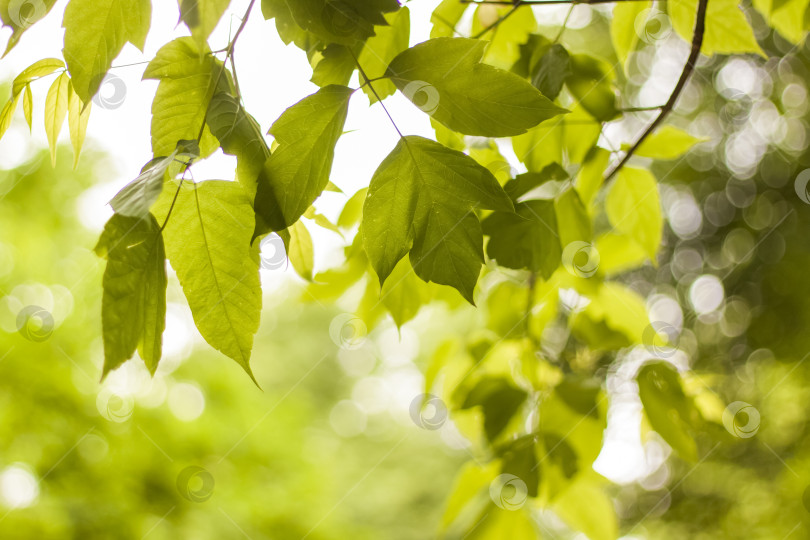 Скачать Крупный план зеленого листа на размытом зеленом фоне в саду с копией пространства, использование в качестве фона естественных зеленых растений, ландшафт, экология, фотосток Ozero