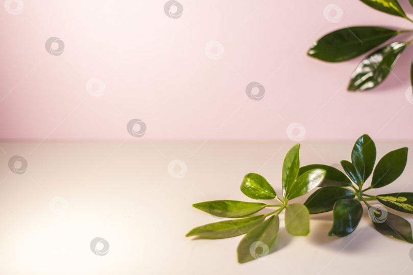 Скачать Красивые блестящие натуральные листья тропического растения на бледно-розовом фоне. Реклама. Баннер продукта. Место для текста и дизайна. фотосток Ozero