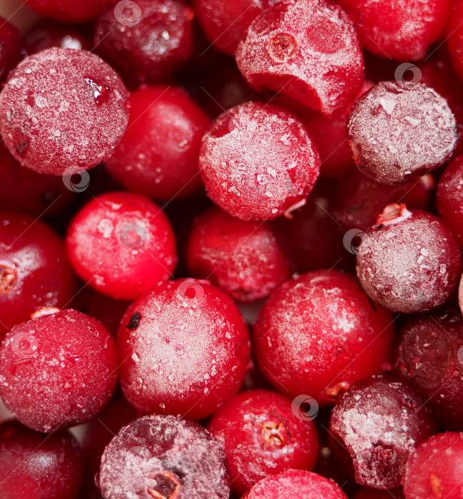 Скачать Замороженные ягоды красной клюквы, покрытые инеем. фотосток Ozero