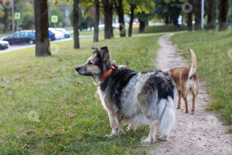 Скачать Две собаки в осеннем парке крупным планом фотосток Ozero