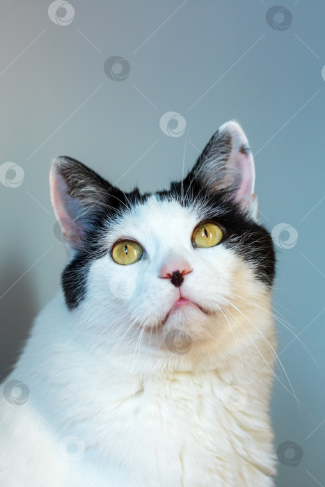 Скачать Черно-белый кот дома, портрет крупным планом фотосток Ozero