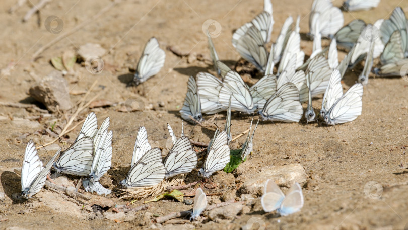 Скачать много белых бабочек сидит на земле фотосток Ozero